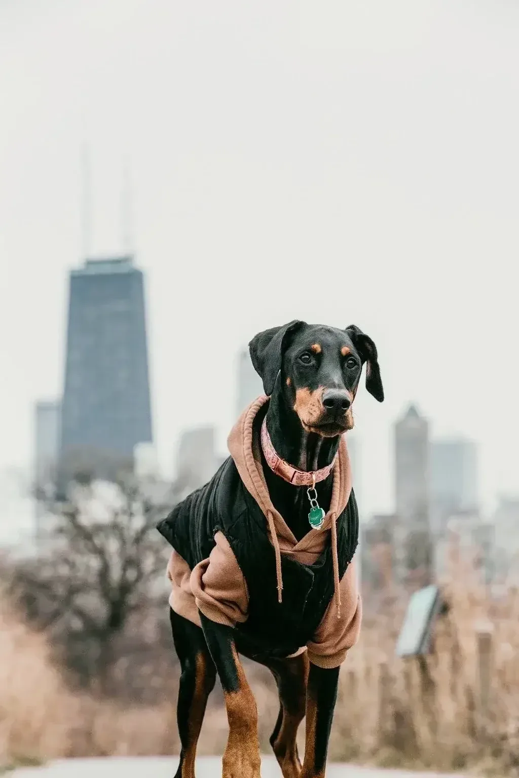 Daisy, the office dog at Dello Investments in Chicago, keeping watch in the office.